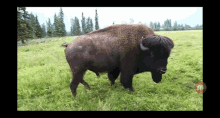 Tatanka Where The Buffalo Roam GIF - Tatanka Where The Buffalo Roam Wild And Free GIFs