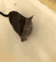 Cat In Shower GIF - Cat Shower GIFs