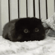 Blackpredator Cat GIF - Blackpredator Cat GIFs