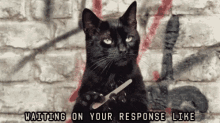 Waiting On Your Response Like Black Cats GIF - Waiting On Your Response Like Black Cats GIFs