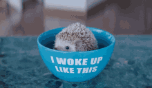 hedgehog cute woke up like this