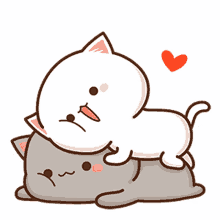 white cat grey cat cat couple cat love mochi mochi pat