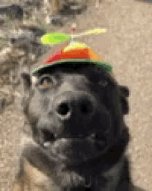 Dog Smiling GIF - Dog Smiling Propeller Hat GIFs