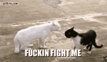 Cat Fight GIF - Cat Fight Me GIFs