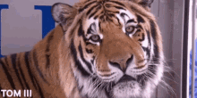 University Of Memphis Tigers GIF - University Of Memphis Tigers Tom GIFs