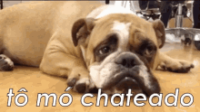 Estoutriste Cachorrotriste Móchateado GIF - Im Sad Sad Dog So Upset GIFs