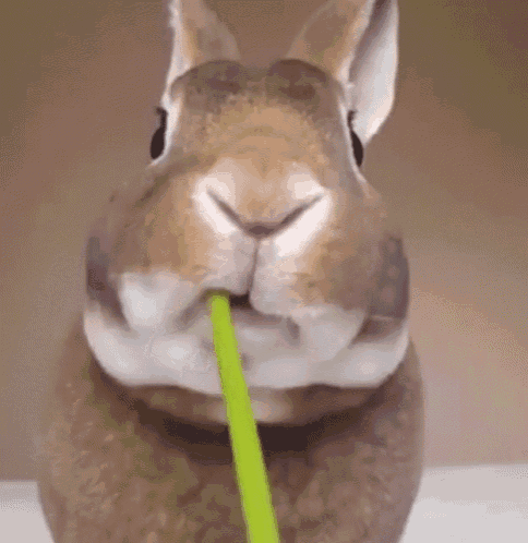 cache Paine Gillic Manifesteren Konijn Rabbit GIF - Konijn Rabbit Eating - Discover & Share GIFs