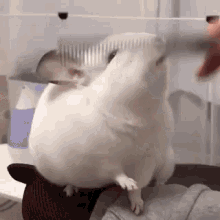 Funny Animals Pets GIF - Funny Animals Pets Brushing GIFs