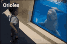 Beluga Whale Wet GIF - Beluga Whale Wet Orioles GIFs