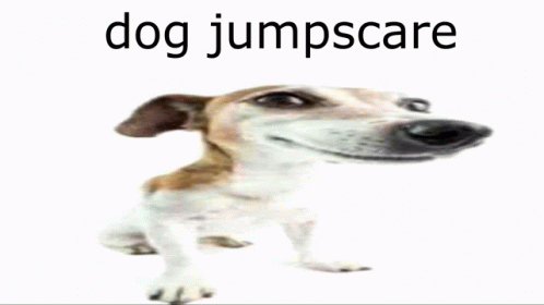 dog-jumpscare-dog.gif