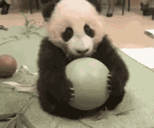 Panda Cute GIF - Panda Cute Its Mine GIFs