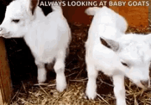 Baby Goats Always Looking At Baby Goat GIF - Baby Goats Baby Goat Always Looking At Baby Goat GIFs