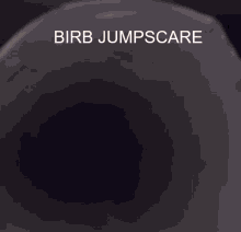 Birb Bird GIF - Birb Bird Jumpscare GIFs