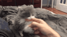 cat kitten attack mitsou adorable