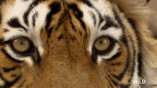 eye of the tiger tigers fight for territory look around surveillance searching