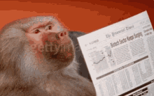 Baboon Newspaper GIF - Baboon Newspaper Reading GIFs