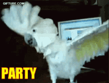 Headbang Cockatoo GIF - Headbang Cockatoo Party Hard GIFs