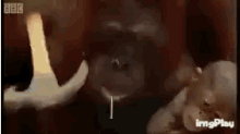hammer orangutan