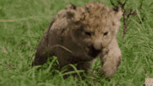 Lion Lion Cub GIF - Lion Lion Cub Animals GIFs