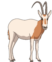 Antelope Oryx Sticker - Antelope Oryx Scimitar Horned Oryx Stickers