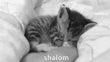 Arkansas Shalom GIF - Arkansas Shalom Arkansas Shalom GIFs