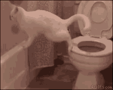 Poo Cat GIF - Poo Cat Toilet GIFs