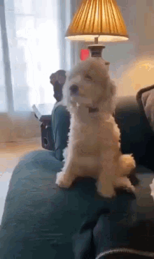 happy dog good boy im happy auau tail between legs happy dog good boy im happy auau tail between legs