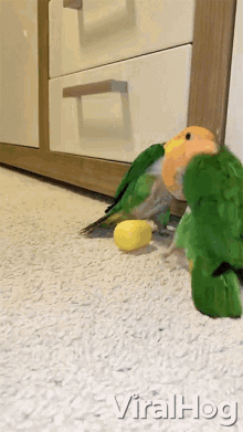 Playing Play Time GIF - Playing Play Time Caiques GIFs