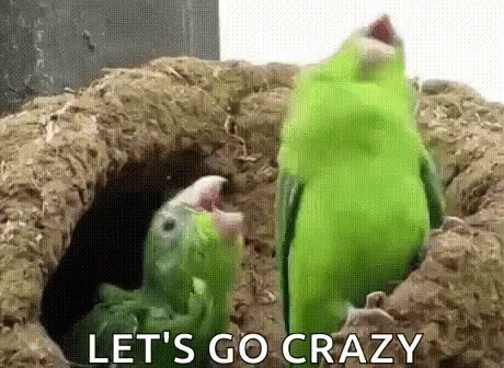 parrots-funny.gif