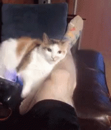 [PokeCommunity.com] Tug o' War - Cats (+1) vs. Dogs (-1)! Winner: Cats!