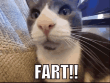 Fluffers Cat GIF - Fluffers Cat Fart GIFs