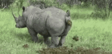 rhino