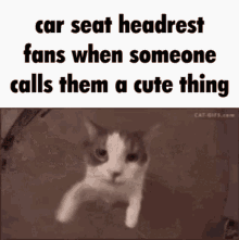 Carseat Headrest Kissing Cat GIF - Carseat Headrest Kissing Cat Cat Kissing GIFs