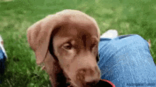 Chocolate Lab Puppy GIF - Labrador Retriever Labrador Retriever GIFs