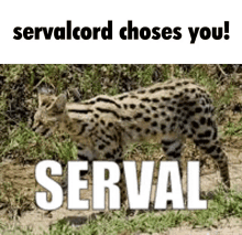 gregcord servalcord