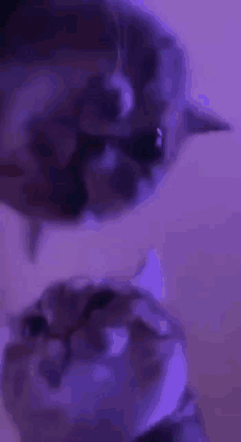 Cat Party GIFs | Tenor