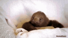 Sloth Thinking GIF - Sloth Thinking Think GIFs