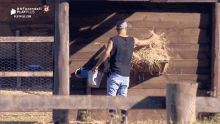 celeiro cuidando dos bichos feno barn caring for the animals celeiro cuidando dos bichos feno barn caring for the animals