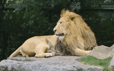 lion-lion-yawn.gif