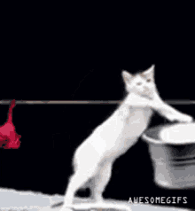Cat Kitty GIF - Cat Kitty Wash Clothes GIFs