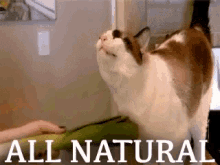 Cat All Natural GIF - Cat All Natural Leek GIFs