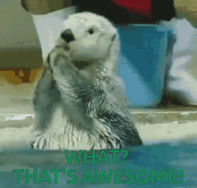 Otter Cute GIF - Otter Cute Awesome GIFs