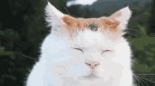 Cat And Frog Meditate Together  GIF - Cat Frog Meditate GIFs