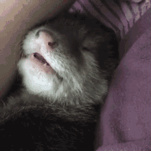 Otter Sleep GIF - Otter Sleep Sleepy GIFs