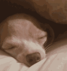 Chihuahua Puppy GIF - Chihuahua Puppy Dog GIFs
