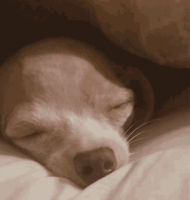 chihuahua-puppy.gif