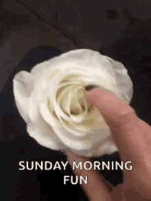 Sunday Morning Rosebud GIF - Sunday Morning Rosebud Rose GIFs