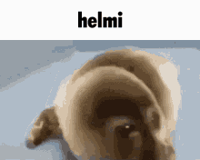 Hilmi Helmi GIF - Hilmi Helmi Crush GIFs