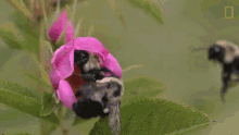 bee collecting nectar working fighting insect bee collecting nectar working fighting insect