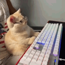Gaming Cat GIF - Gaming Cat GIFs